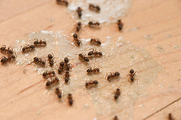 Best Exterminator Services  in Manitou Beach Devils Lake, MI