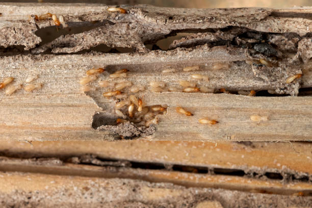 Best Residential Pest Control  in Manitou Beach Devils Lake, MI